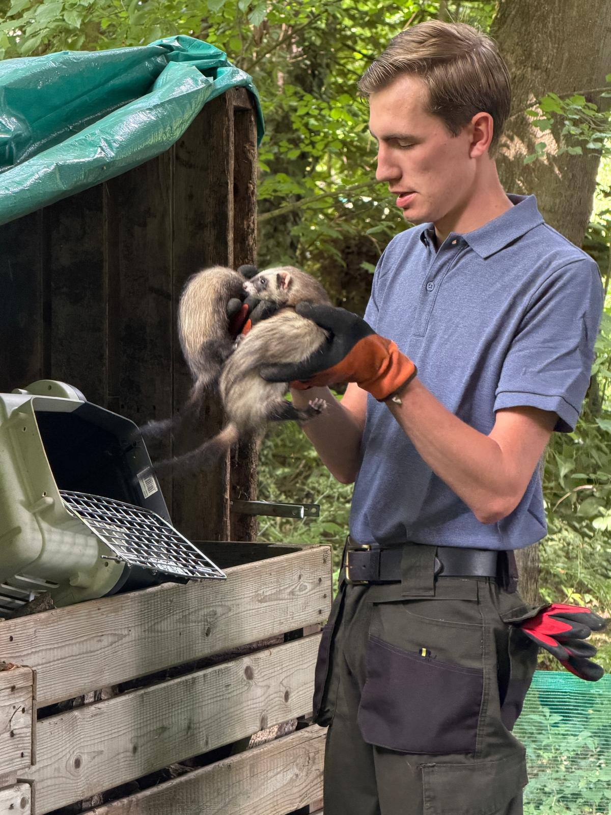 Werkhond en fret op een Nederlandse erf