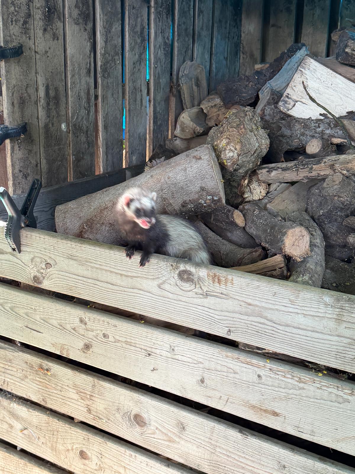 Fret op een houtstapel tijdens inzet